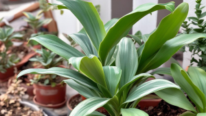 春节送茶叶有什么功效